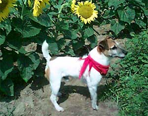 Wishbone: 1996-2012 Wishbone: 1996-2012